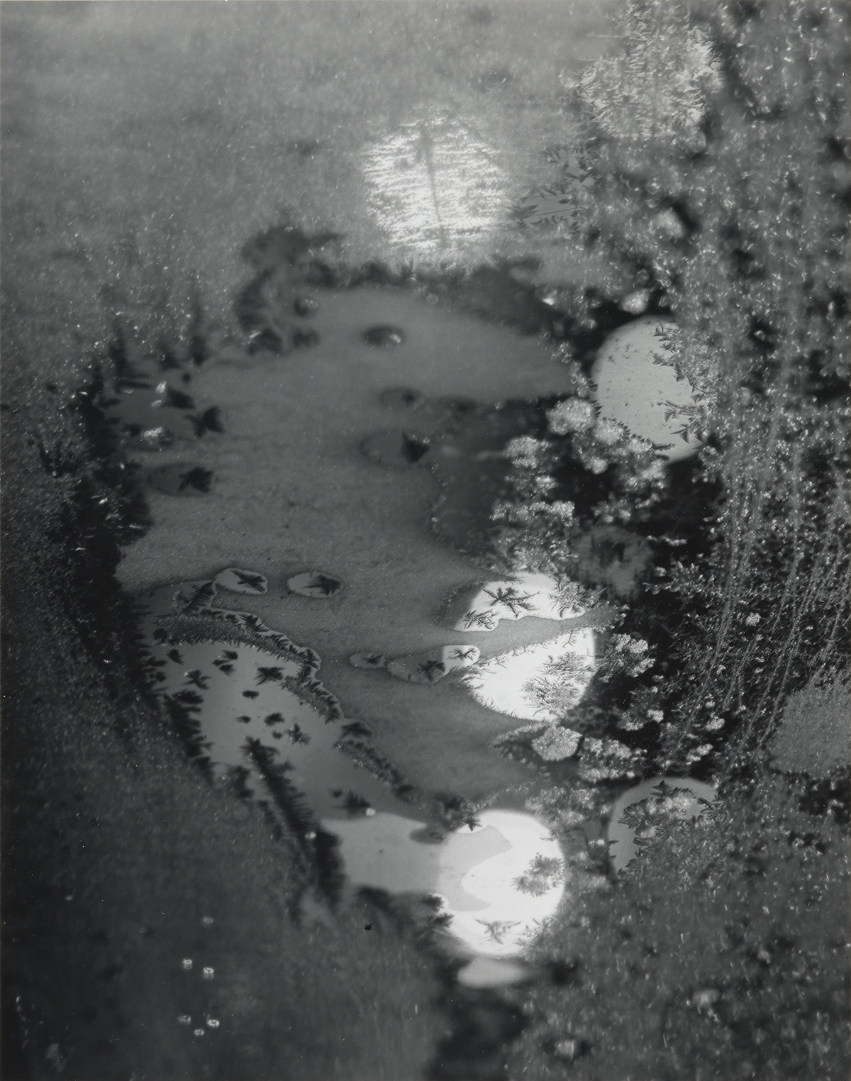 MINOR WHITE (1908-1976) Beginnings, Rochester, New York (frosted window).
